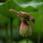 Teleobjektiv 67mm 2.2x Tele - Image 5