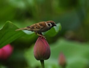 Teleobjektiv 67mm 2.2x Tele - Image 8