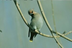 Teleobjektiv 67mm 2.2x Tele - Image 9