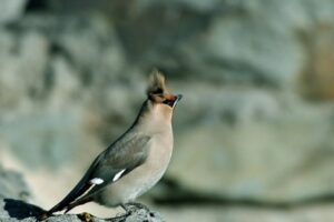 Teleobjektiv 67mm 2.2x Tele - Image 10