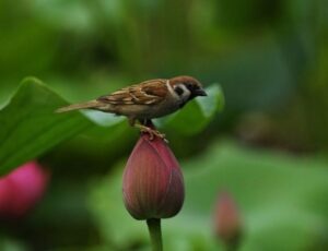 72mm 2.2x Teleobjektiv - Image 7