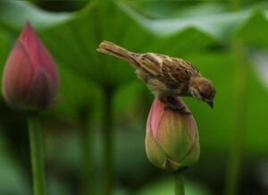 72mm 2.2x Teleobjektiv - Image 8