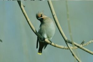 72mm 2.2x Teleobjektiv - Image 9