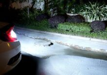 P21W R10W 2X Cree Chips Weiss - Image 6